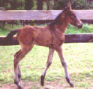 Davina gaits