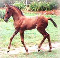 Galactico de Gracia