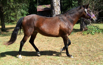 Insignia shows her natural Paso Fino gait
