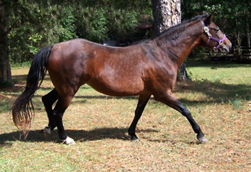 Insignia showing an extended stride
