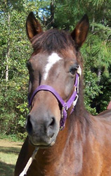 Insignia de Gracia 2004 portrait