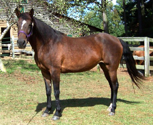 Insignia shows off her fine conformation at age 15.