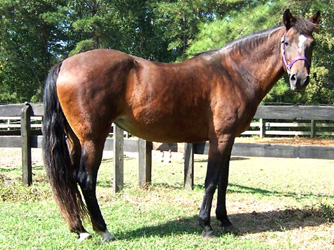 Picassa gaits very easily