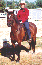 Ride a Gracia Paso Fino. Owner Ann Betts rides Rosalina de Gracia.