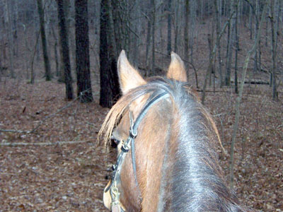 Ladybug and Lynn"s Birtday  ride... January 2007