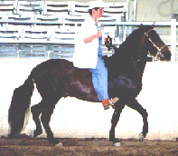 Lynn riding in the Champagne class at the West Coast Paso Fino Championship