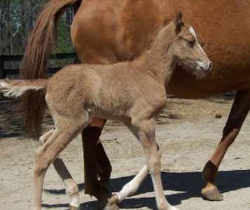 Magnum at 1 1/2 days old