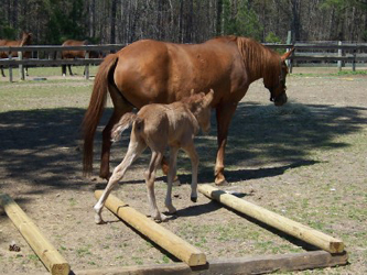 Baby  Magico practicing the walk-over