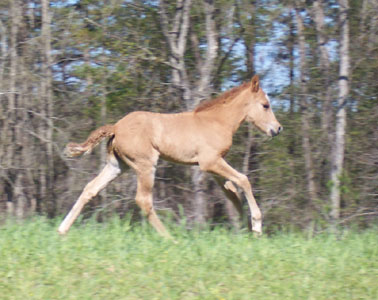 Magico running at 9 days old