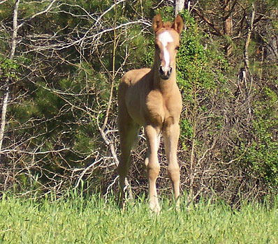 Magico at 9 days old 