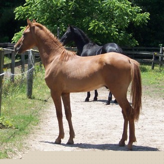 Magico de Gracia at 13 months old