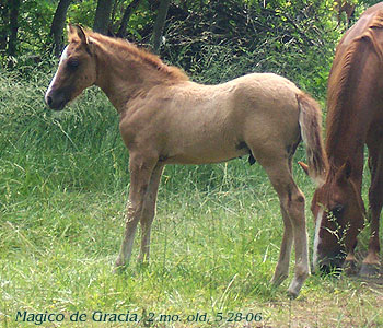 Magico at 2 months old