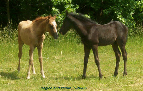 Magico and Merlin talk