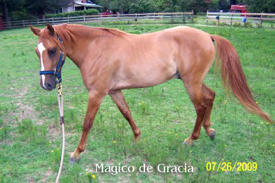 Magico gaiting - 7/09