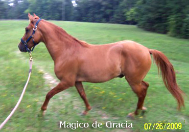 Magico gaiting 7/09