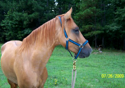 Magico portrait  7-9-09