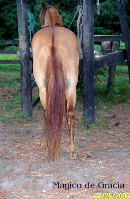 Magico  rear view - 7/09
