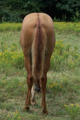 Magico rear view