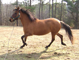 Maja collected being lunged