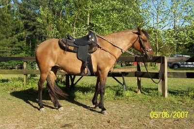 Maja ready for trail ride in western tack -- May 2007 
