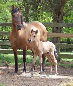 Maja and 2005 colt Extasis