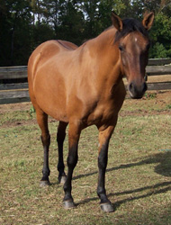 Maja as a yearling, 1998