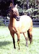Maja is an excellent producing broodmare 