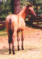 Maja as a yearling, 1998