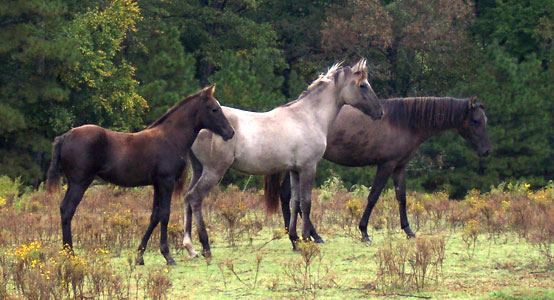 Mariposa, Arietta, and Espirita 10-6-06