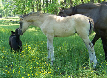 Marietta smells Smut's tail