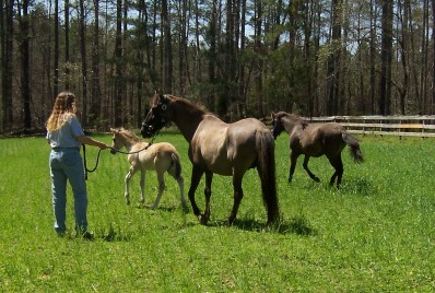 Gracewood broodmare Caballos Cassietta wih her Emperador filly  Marietta (left) and  Espirita (right)