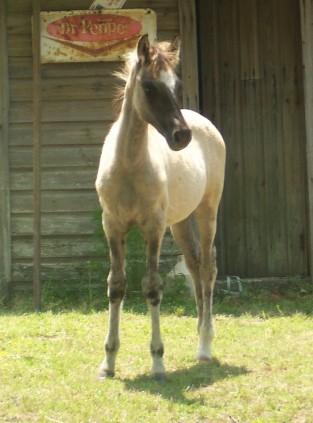 Marietta at 3 months old