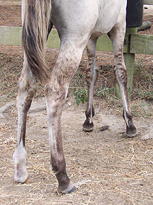 Marietta's primitive leg markings