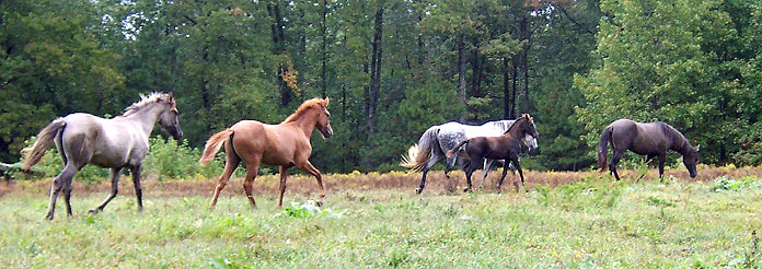 The Gracewood Herd -- 10-6-06