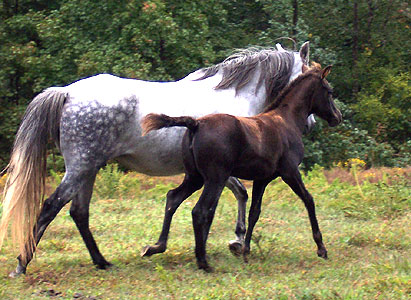 Mariposa and Sombra 10-6-06
