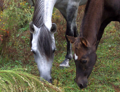 Sombra and  Mariposa 10-6-06