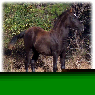 Mariposa - 11-26-06