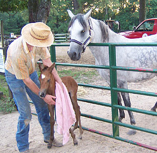 David helps Mariposa