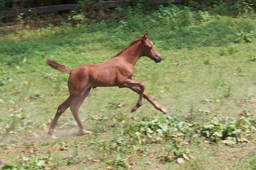 Mariposa gallop