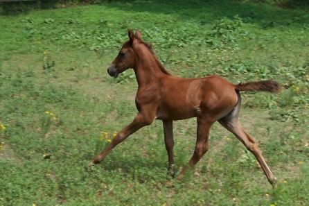 Mariposa gallop more 