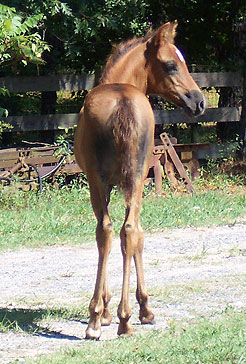 Mariposa from behind ...9-2-06