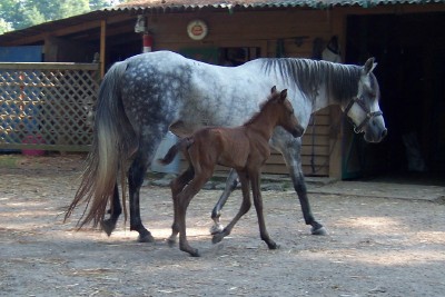 Mariposa shows her natural gait at 14 hrs old
