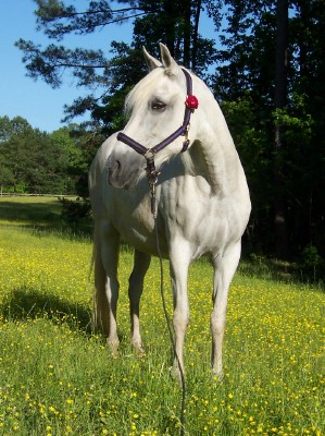 Flint Oak Marita - 2008
