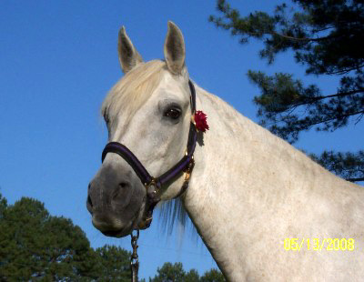 Flint Oak Marita, a Gracewood Farm mare