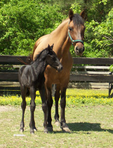Mistico at a few hours old with his dam Maja