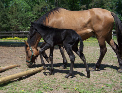 Merlin at a few hours old with  Maja 