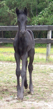 Merlin