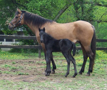 Maja & Merlin - 1 day old