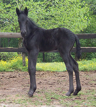 Merlin 1 day old