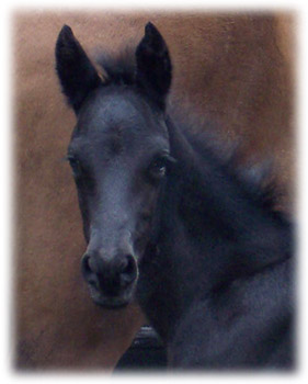 Merlin at 3 days old